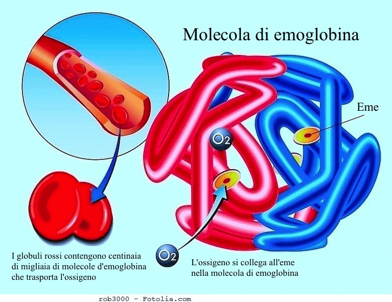 emoglobina_779x600