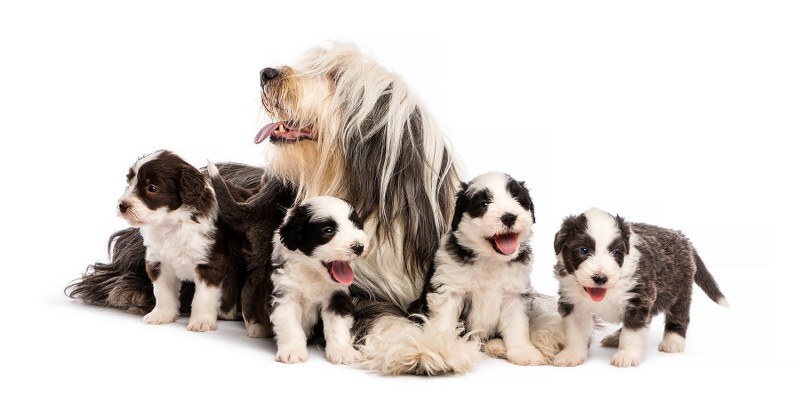 Nutrizione e riproduzione canina