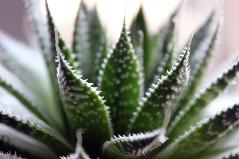 Tutto quello che c’è da sapere sull’ aloe vera da bere