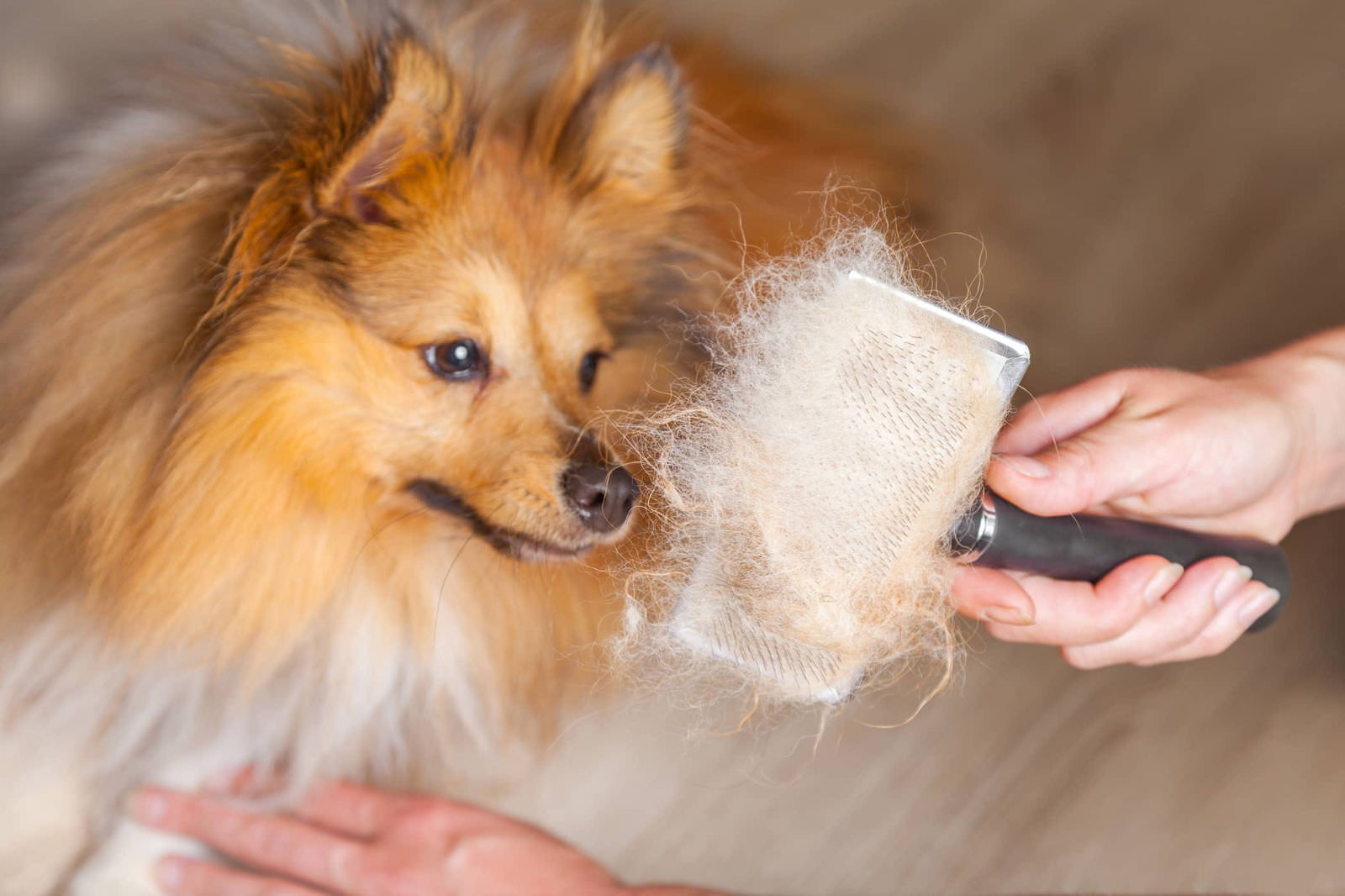 Gestire la pesante perdita e le nuvole di peli dei cani