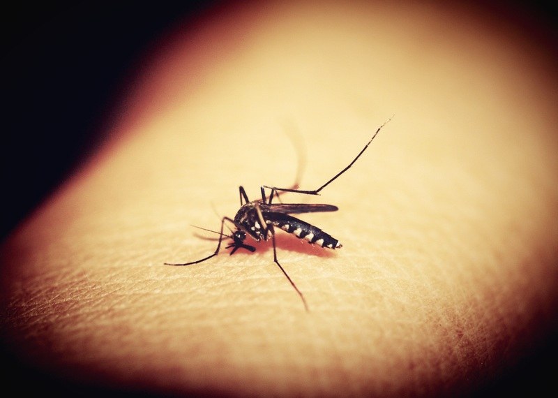 Il virus killer trasmesso dalle zanzare che attacca il cervello