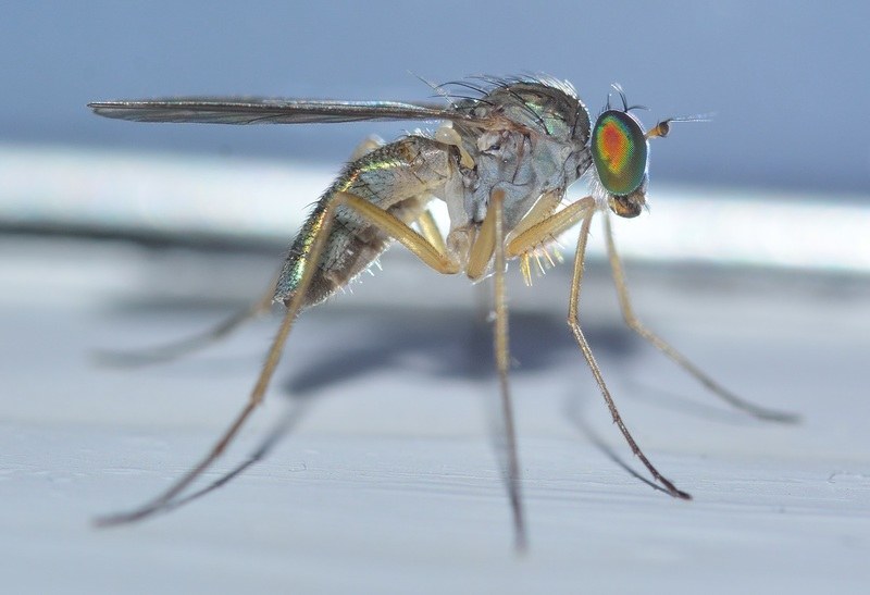 Sintomi e segni più comuni del virus Zika
